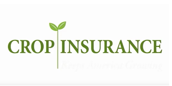 national crop insurance